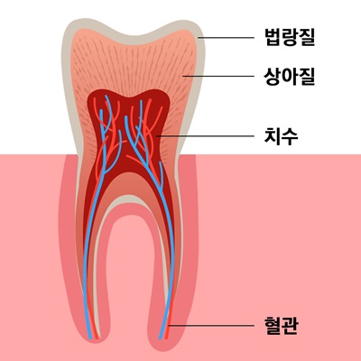 치아 구조