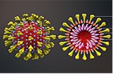 신종 코로나바이러스19(COVID-19; SARS-Cov-2)의 3차원 모형